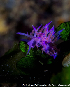 Flabellina by Andrea Falcomata' 
